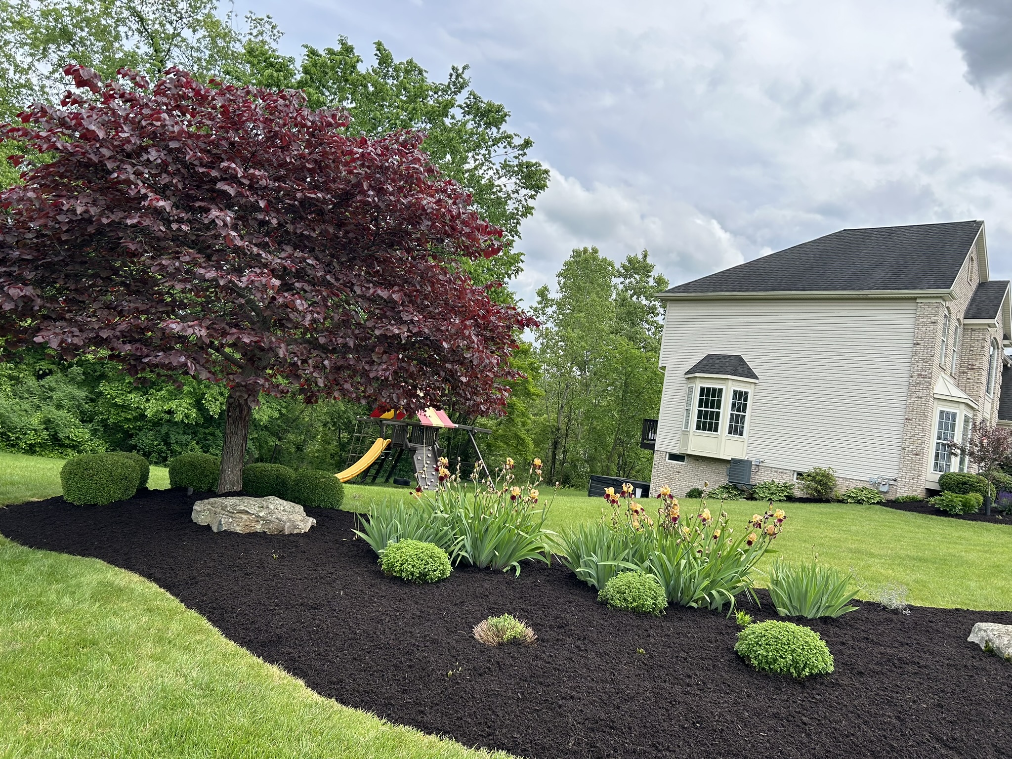 Backyard landscape installation with defined mulch beds and ornamental tree centerpiece
